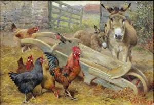 Weekes: Song and Audience – Robin, Hens, Donkey