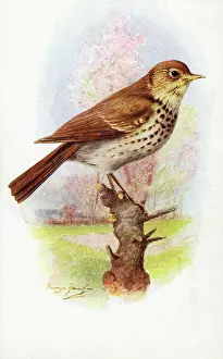 The J Salmon Image Archive (grenville): Song Thrush