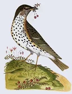 Thrush: Song Thrush