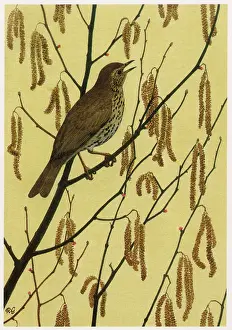 Thrush: Song Thrush