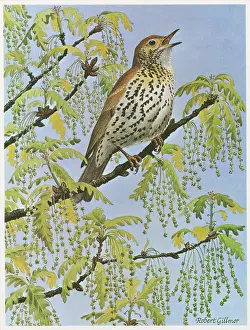Song Thrush