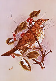 Philomelos: A Song Thrush amid the Holly