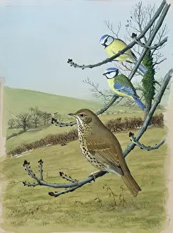 Tits: Song Thrush and two Blue Tits