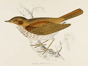 Doubtless: SONG THRUSH (MORRIS)