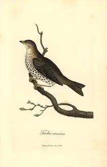 Philomelos: Song thrush, Turdus philomelos