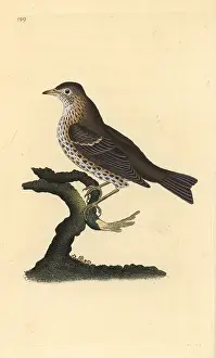 Philomelos: Song thrush, Turdus philomelos