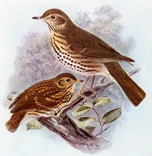 Gerrard: Song Thrush, Turdus philomelos