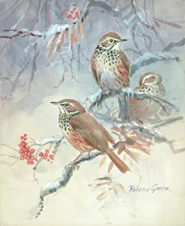 Thrushes: Three Song Thrushes