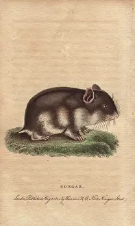 Pallas: Songar rat, Mus songarus