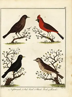 Gentleman And Farmers Dictionary: Songbirds: nightingale, red bird, black bird and thrush