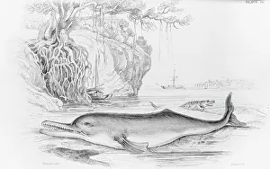Ganges: The Soosoo of the Ganges, a river dolphin