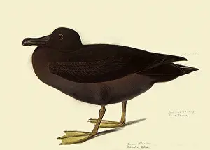 Sooty: Sooty Albatross