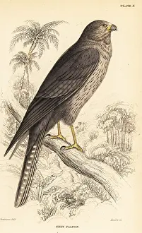 Sooty: Sooty falcon, Falco concolor