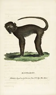 Sooty: Sooty mangabey, Cercocebus atys