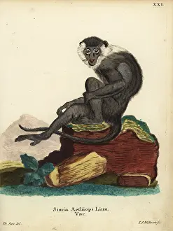 Sooty: Sooty mangabey, Cercocebus atys