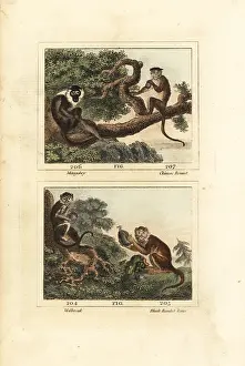 Barrs Buffon: Sooty mangabey, toque macaque, yellow baboon and