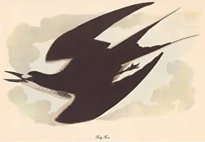 Sooty: Sooty Tern