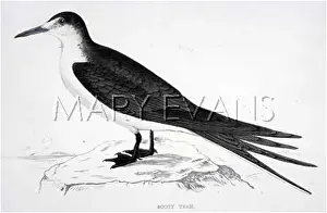 Sooty: SOOTY TERN (MORRIS)