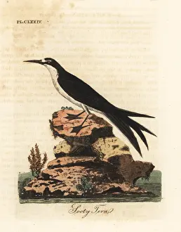 Sooty: Sooty tern, Onychoprion fuscatus
