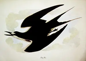 Sooty: Sooty Tern (Sterna fuscata)