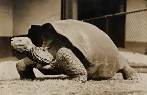 Testudines: Sopa, giant tortoise, 1933