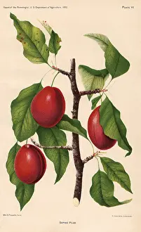 Plums: Sophie Plums