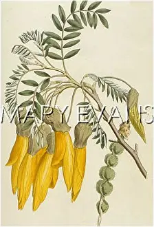 Sophora: SOPHORA TETRAPTERA
