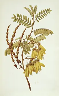Endeavour: Sophora tetraptera, yellow kowhai