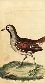 Sora: Sora, Porzana carolina