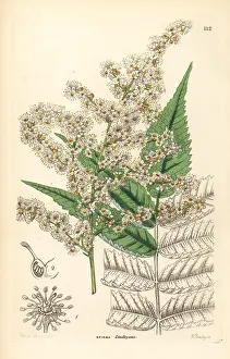 Spiraea: Sorbaria tomentosa