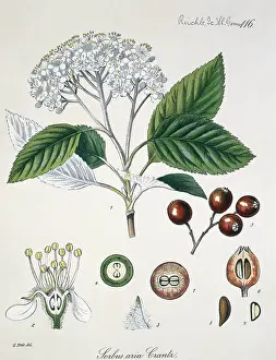 Aria: Sorbus aria Crantz L. 116, whitebeam