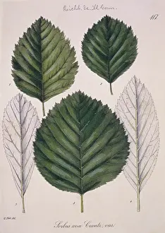 Terrarium: Sorbus aria Crantz L. 117, whitebeam