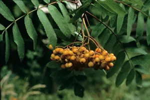 Ripe: Sorbus aucuparia, rowan