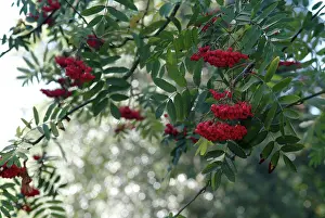 Quickbeam: Sorbus aucuparia, rowan tree