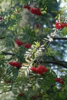 Quickbeam: Sorbus aucuparia, rowan tree