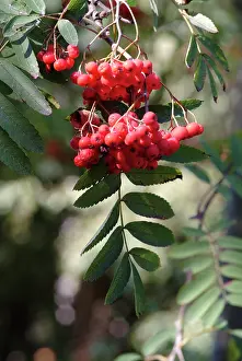 Quickbeam: Sorbus aucuparia, rowan tree