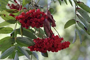 Quickbeam: Sorbus aucuparia, rowan tree