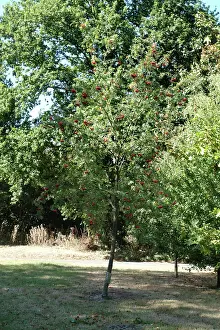 Rosales: Sorbus aucuparia, rowan tree