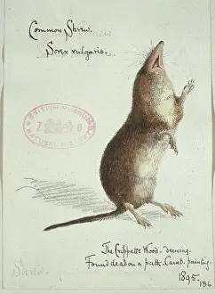 Shrew: Sorex araneus, Eurasian shrew