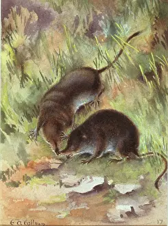 Shrew: Sorex araneus, Eurasian shrew