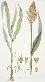 Staple: Sorghum bicolor, sorghum