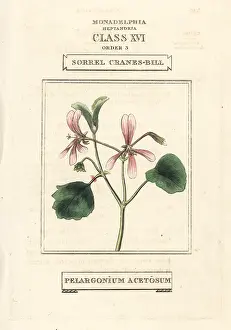 Pelargonium: Sorrel cranes-bill, Pelargonium acetosum