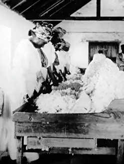 Grenadines: Sorting and cleaning cotton in St Vincent early 1900s