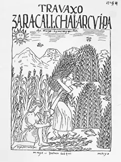 Sorted: Sorting the harvest, Inca