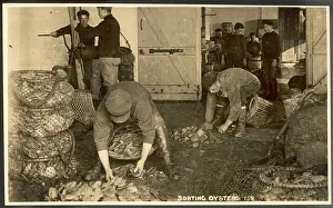Sorters: SORTING OYSTERS