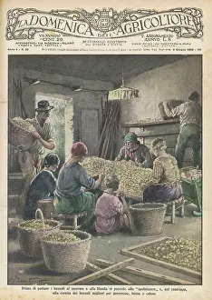 Cocoons: Sorting Silk Cocoons