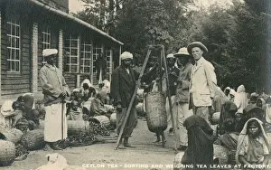 Ceyon: Sorting and weighing tea leaves - Sri Lanka