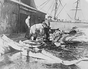 Blubber: SORTING WHALE BLUBBER
