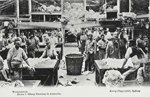Merino: Sorting Wool - Australia