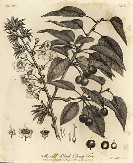 Arborist: Sour cherry, tart cherry or dwarf cherry, Prunus cerasus